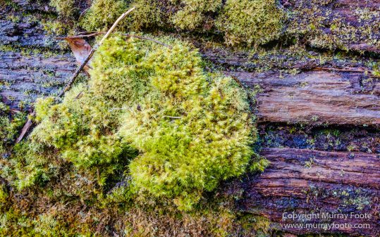 Australia, Canoe Bay, Fortescue Bay, Landscape, Macro, Nature, Photography, seascape, Tasmania, Travel, Wilderness