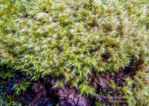 Australia, Canoe Bay, Fortescue Bay, Landscape, Macro, Nature, Photography, seascape, Tasmania, Travel, Wilderness