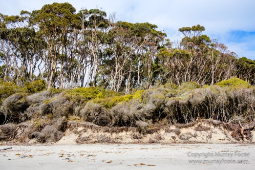 Australia, Canoe Bay, Fortescue Bay, Landscape, Macro, Nature, Photography, seascape, Tasmania, Travel, Wilderness
