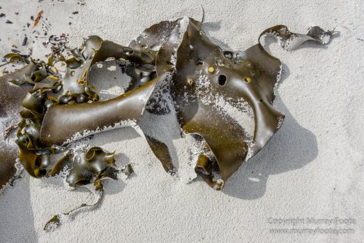 Australia, Canoe Bay, Fortescue Bay, Landscape, Macro, Nature, Photography, seascape, Tasmania, Travel, Wilderness