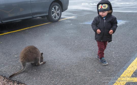 Australia, Bennett's Wallaby, Cradle Lake, Landscape, Mt Field NP, Nature, Pademelon, Photography, Russell Falls, Tasmania, Travel, Waterfall, Wilderness, Wildlife