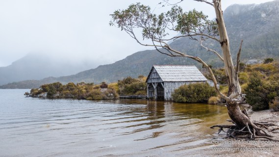 Australia, Bennett's Wallaby, Cradle Lake, Landscape, Mt Field NP, Nature, Pademelon, Photography, Russell Falls, Tasmania, Travel, Waterfall, Wilderness, Wildlife
