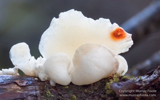 Australia, Bennett's Wallaby, Cradle Lake, Landscape, Mt Field NP, Nature, Pademelon, Photography, Russell Falls, Tasmania, Travel, Waterfall, Wilderness, Wildlife