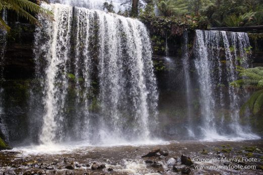 Australia, Bennett's Wallaby, Cradle Lake, Landscape, Mt Field NP, Nature, Pademelon, Photography, Russell Falls, Tasmania, Travel, Waterfall, Wilderness, Wildlife