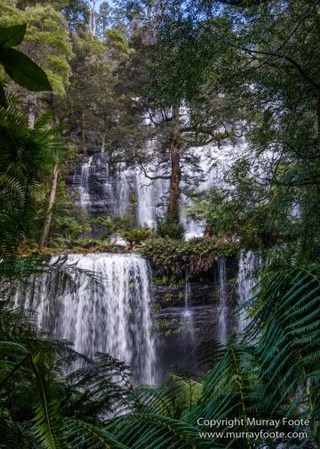 Australia, Bennett's Wallaby, Cradle Lake, Landscape, Mt Field NP, Nature, Pademelon, Photography, Russell Falls, Tasmania, Travel, Waterfall, Wilderness, Wildlife