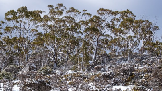 Australia, Lake Dobson, Landscape, Mt Field NP, Nature, Pandani, Photography, Tasmania, Travel, Wilderness
