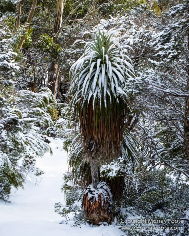 Australia, Lake Dobson, Landscape, Mt Field NP, Nature, Pandani, Photography, Tasmania, Travel, Wilderness