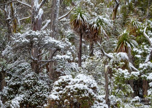 Australia, Lake Dobson, Landscape, Mt Field NP, Nature, Pandani, Photography, Tasmania, Travel, Wilderness