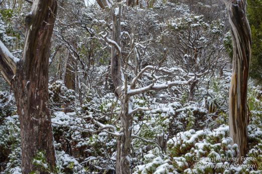 Australia, Lake Dobson, Landscape, Mt Field NP, Nature, Pandani, Photography, Tasmania, Travel, Wilderness