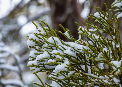 Australia, Lake Dobson, Landscape, Mt Field NP, Nature, Pandani, Photography, Tasmania, Travel, Wilderness