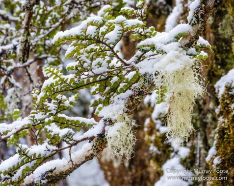 Australia, Lake Dobson, Landscape, Mt Field NP, Nature, Pandani, Photography, Tasmania, Travel, Wilderness