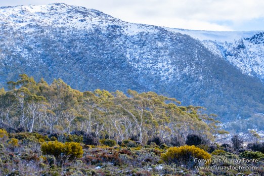 Australia, Lake Dobson, Landscape, Mt Field NP, Nature, Pandani, Photography, Tasmania, Travel, Wilderness