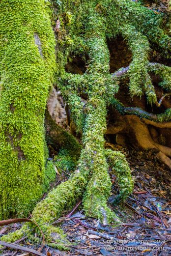 Australia, Creepy-Crawley Trail, Eucalyptus Regnans, Landscape, Nature, Photography, Tasmania, The Styx Valley, Travel, Wilderness