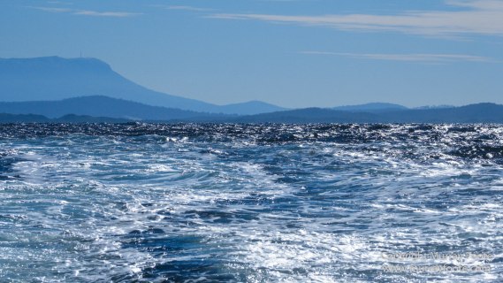 Australia, Bruny Island, Fur seal, Landscape, Nature, Photography, seascape, Tasmania, Travel, Wilderness, Wildlife