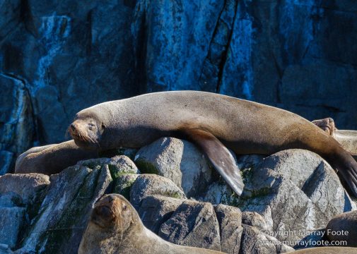 Australia, Bruny Island, Fur seal, Landscape, Nature, Photography, seascape, Tasmania, Travel, Wilderness, Wildlife