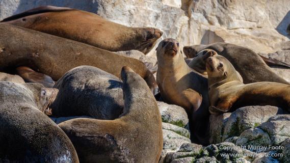 Australia, Bruny Island, Fur seal, Landscape, Nature, Photography, seascape, Tasmania, Travel, Wilderness, Wildlife