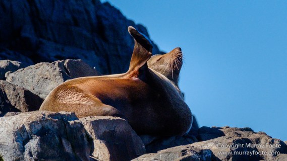 Australia, Bruny Island, Fur seal, Landscape, Nature, Photography, seascape, Tasmania, Travel, Wilderness, Wildlife