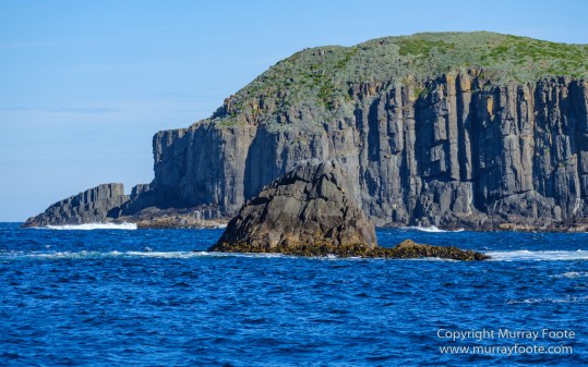 Australia, Bruny Island, Fur seal, Landscape, Nature, Photography, seascape, Tasmania, Travel, Wilderness, Wildlife