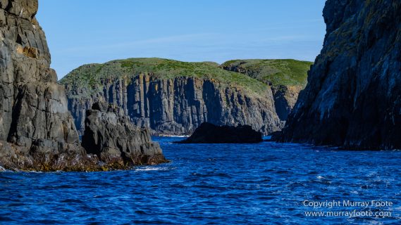 Australia, Bruny Island, Fur seal, Landscape, Nature, Photography, seascape, Tasmania, Travel, Wilderness, Wildlife