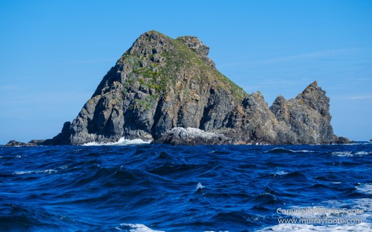 Australia, Bruny Island, Fur seal, Landscape, Nature, Photography, seascape, Tasmania, Travel, Wilderness, Wildlife