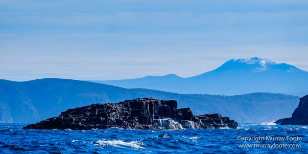 Australia, Bruny Island, Fur seal, Landscape, Nature, Photography, seascape, Tasmania, Travel, Wilderness, Wildlife