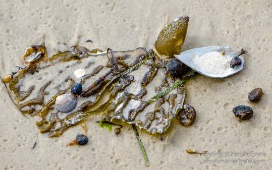 Australia, Bruny Island, Cloudy Bay, Jetty Beach, Landscape, Nature, Photography, seascape, Surfing, Tasmania, The Neck, Travel