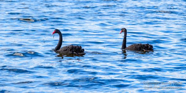 Australia, Bruny Island, Cloudy Bay, Jetty Beach, Landscape, Nature, Photography, seascape, Surfing, Tasmania, The Neck, Travel