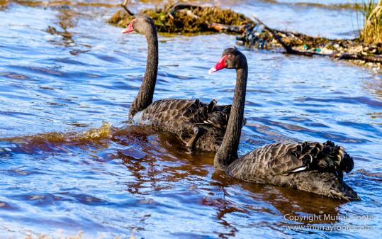 Australia, Bruny Island, Cloudy Bay, Jetty Beach, Landscape, Nature, Photography, seascape, Surfing, Tasmania, The Neck, Travel