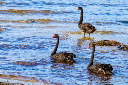 Australia, Bruny Island, Cloudy Bay, Jetty Beach, Landscape, Nature, Photography, seascape, Surfing, Tasmania, The Neck, Travel