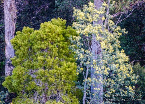 Australia, Landscape, Nature, Photography, Tahune Air Walk, Tasmania, Travel, Wilderness