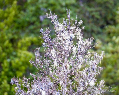 Australia, Landscape, Nature, Photography, Tahune Air Walk, Tasmania, Travel, Wilderness