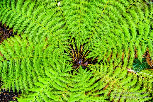 Australia, Landscape, Nature, Photography, Tahune Air Walk, Tasmania, Travel, Wilderness