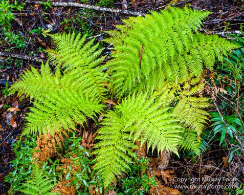 Australia, Landscape, Nature, Photography, Tahune Air Walk, Tasmania, Travel, Wilderness