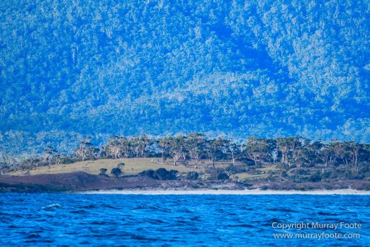 Australia, Dolphins, Fortescue Bay, Ketch, Landscape, Maria Island, Nature, Photography, Sailing, seascape, Tasmania, Travel, Wilderness, Wineglass Bay Sail Walk, Yachts