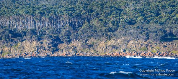 Australia, Dolphins, Fortescue Bay, Ketch, Landscape, Maria Island, Nature, Photography, Sailing, seascape, Tasmania, Travel, Wilderness, Wineglass Bay Sail Walk, Yachts
