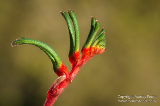 ANBG_Australia, Australian National Botanic Gardens, Canberra, Flowers, Focus stacking, Landscape, Macro, Nature, Photography, Travel