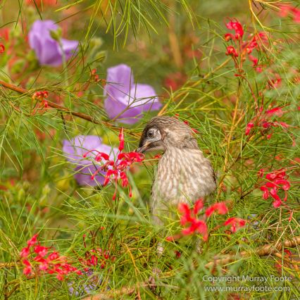 ANBG_Australia, Australian National Botanic Gardens, Canberra, Flowers, Focus stacking, Landscape, Macro, Nature, Photography, Travel