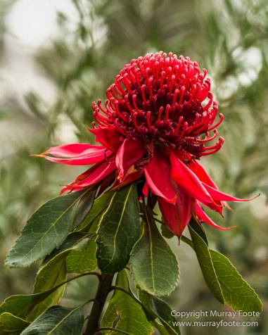 ANBG_Australia, Australian National Botanic Gardens, Canberra, Flowers, Focus stacking, Landscape, Macro, Nature, Photography, Travel