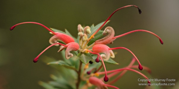 ANBG_Australia, Australian National Botanic Gardens, Canberra, Flowers, Focus stacking, Landscape, Macro, Nature, Photography, Travel