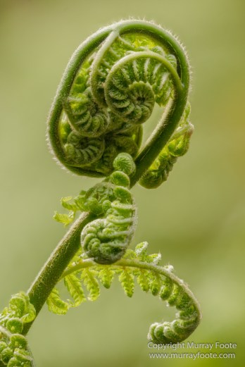 ANBG_Australia, Australian National Botanic Gardens, Canberra, Flowers, Focus stacking, Landscape, Macro, Nature, Photography, Travel