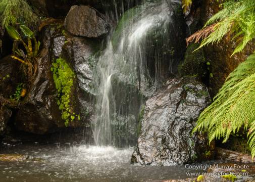 ANBG_Australia, Australian National Botanic Gardens, Canberra, Flowers, Focus stacking, Landscape, Macro, Nature, Photography, Travel
