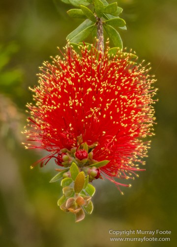 ANBG_Australia, Australian National Botanic Gardens, Canberra, Flowers, Focus stacking, Landscape, Macro, Nature, Photography, Travel