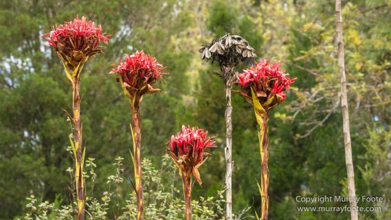 ANBG_Australia, Australian National Botanic Gardens, Canberra, Flowers, Focus stacking, Landscape, Macro, Nature, Photography, Travel
