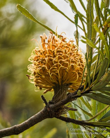 ANBG_Australia, Australian National Botanic Gardens, Canberra, Flowers, Focus stacking, Landscape, Macro, Nature, Photography, Travel