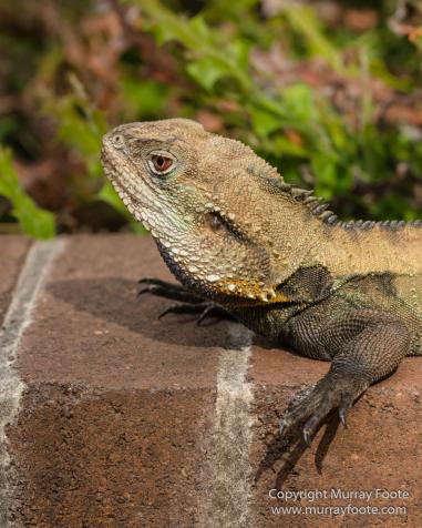 ANBG_Australia, Australian National Botanic Gardens, Canberra, Flowers, Focus stacking, Landscape, Macro, Nature, Photography, Travel