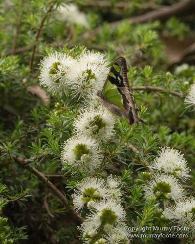 ANBG_Australia, Australian National Botanic Gardens, Canberra, Flowers, Focus stacking, Landscape, Macro, Nature, Photography, Travel