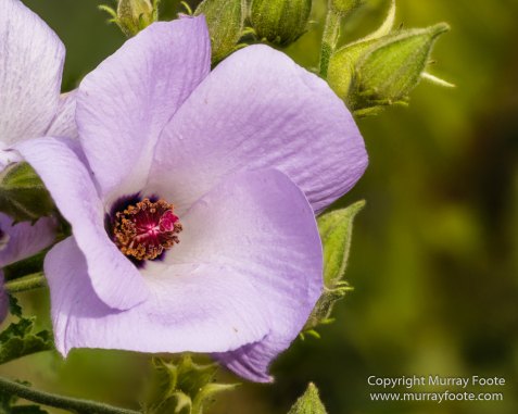 ANBG_Australia, Australian National Botanic Gardens, Canberra, Flowers, Focus stacking, Landscape, Macro, Nature, Photography, Travel