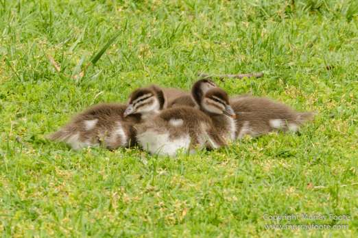 ANBG_Australia, Australian National Botanic Gardens, Canberra, Flowers, Focus stacking, Landscape, Macro, Nature, Photography, Travel