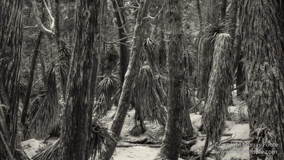 Australia, Black and White, Bruny Island, Landscape, Monochrome, Mount Field National Park, Nature, Photography, Tasmania, The Styx Valley, Travel, Wilderness