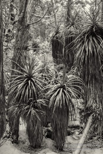 Australia, Black and White, Bruny Island, Landscape, Monochrome, Mount Field National Park, Nature, Photography, Tasmania, The Styx Valley, Travel, Wilderness